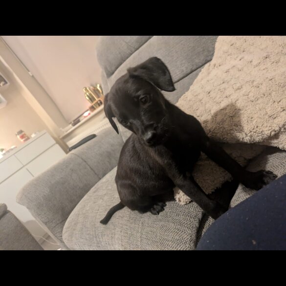 Labrador Retriever - Both