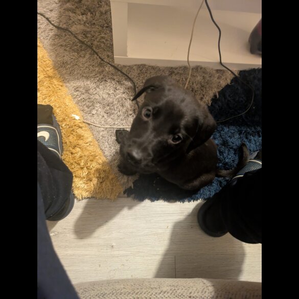 Labrador Retriever - Both