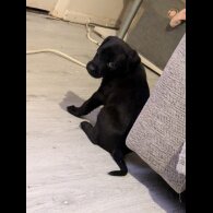 Labrador Retriever - Both