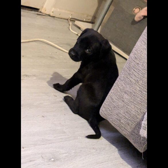 Labrador Retriever - Both