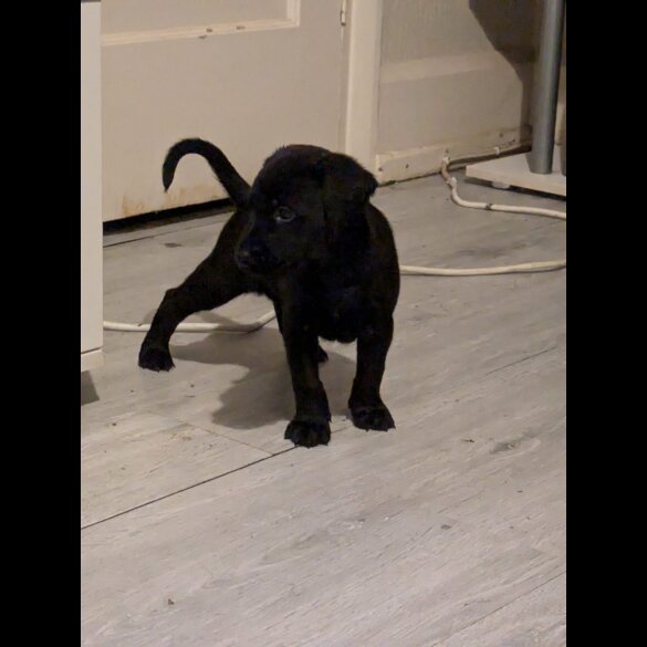 Labrador Retriever - Both