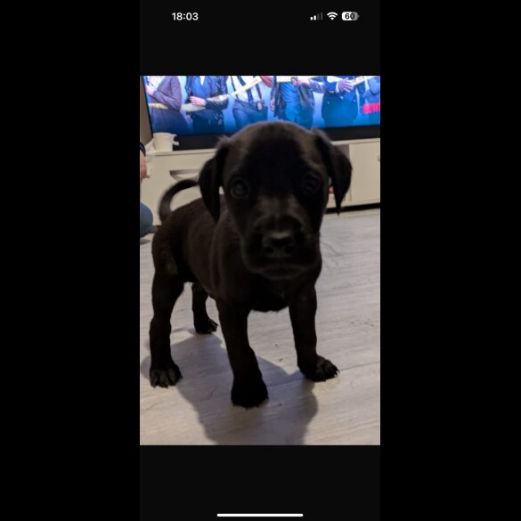 Labrador Retriever - Both