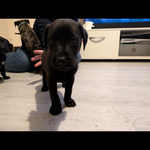 Labrador Retriever - Both