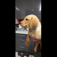 Labrador Retriever - Both