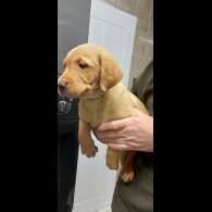 Labrador Retriever - Both
