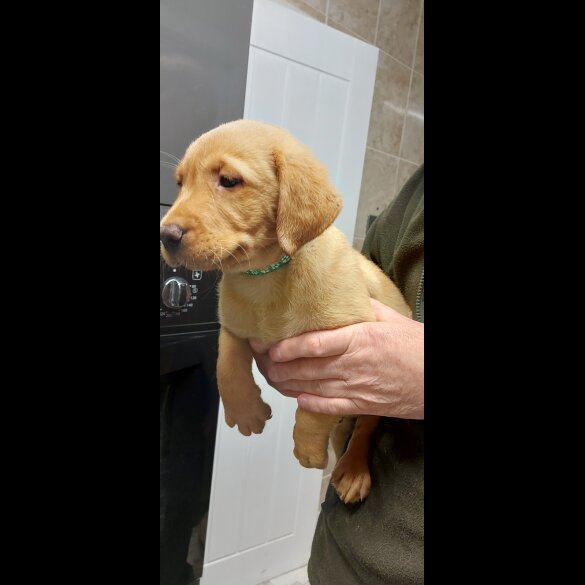 Labrador Retriever - Both