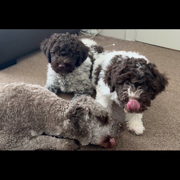 Lagotto Romagnolo - Both