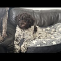 Lagotto Romagnolo - Both