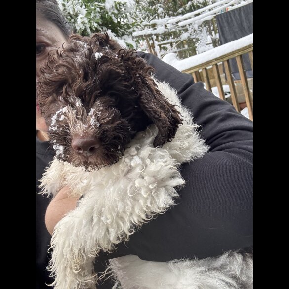 Lagotto Romagnolo - Both