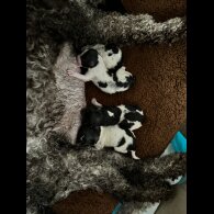 Lagotto Romagnolo - Both