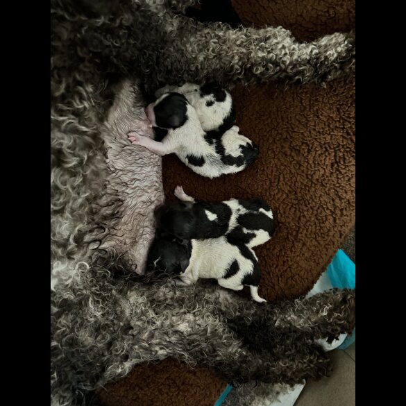 Lagotto Romagnolo - Both