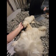 Lhasa Apso - Both