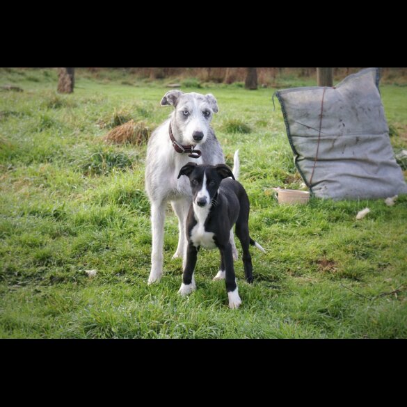 Lurcher - Dogs