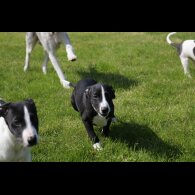 Lurcher - Dogs