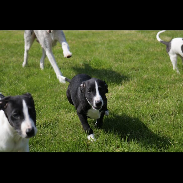 Lurcher - Dogs