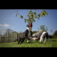Lurcher - Dogs