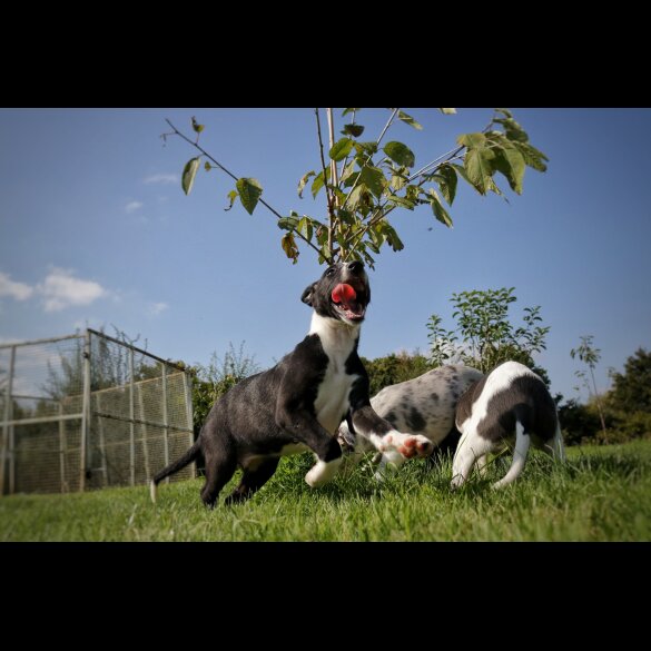 Lurcher - Dogs