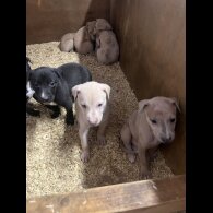 Lurcher - Both