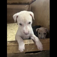 Lurcher - Both