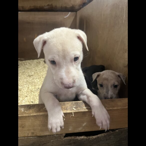 Lurcher - Both