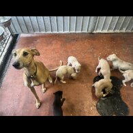 Lurcher - Both