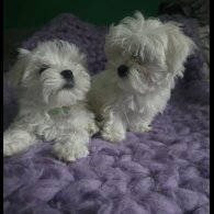 Maltese - Dogs