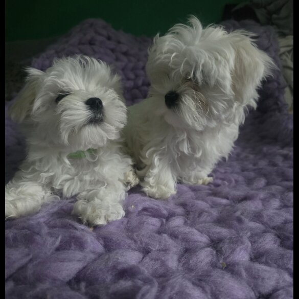 Maltese - Dogs