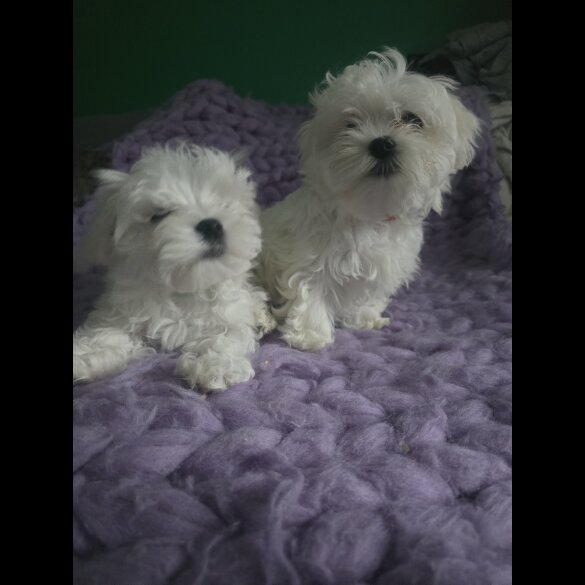 Maltese - Dogs