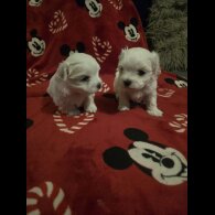 Maltese - Dogs
