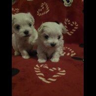 Maltese - Dogs