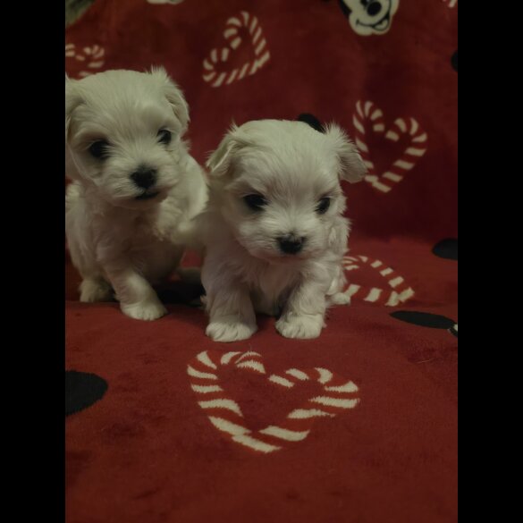 Maltese - Dogs