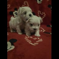 Maltese - Dogs