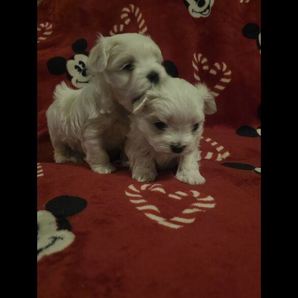 Maltese - Dogs