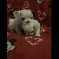 Maltese - Dogs