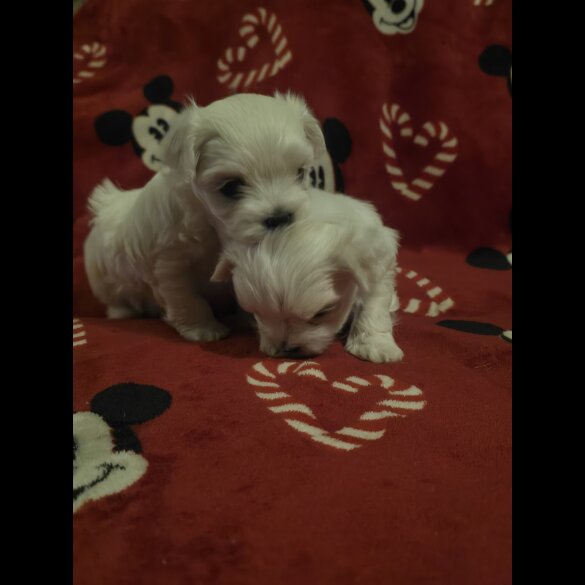 Maltese - Dogs