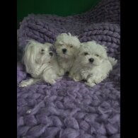 Maltese - Dogs
