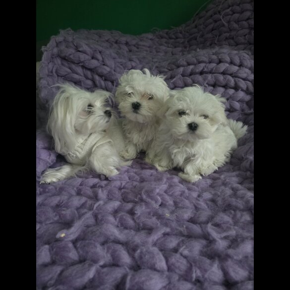 Maltese - Dogs