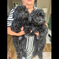 Maltipoo - Bitches