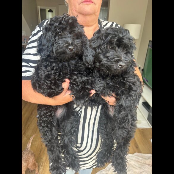 Maltipoo - Bitches