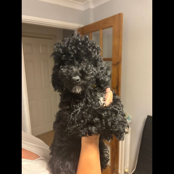 Maltipoo - Bitches