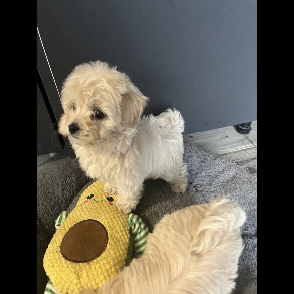 Maltipoo - Both
