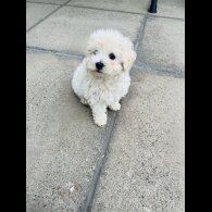 Maltipoo - Both