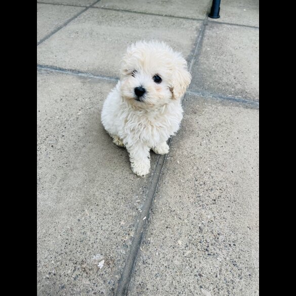 Maltipoo - Both