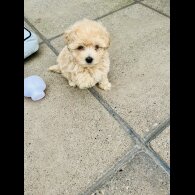 Maltipoo - Both