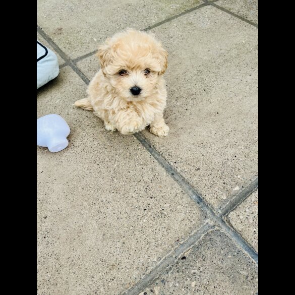Maltipoo - Both