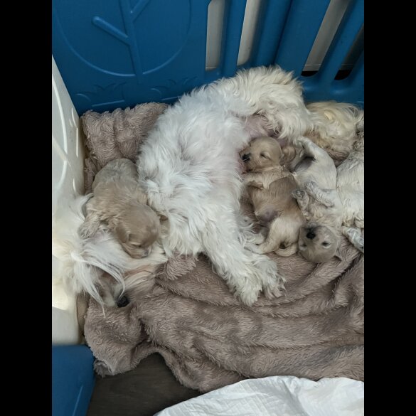 Maltipoo - Both