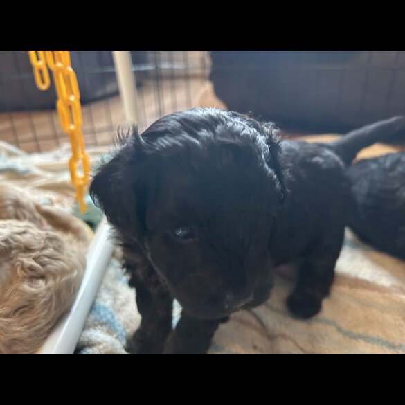 Maltipoo - Bitches