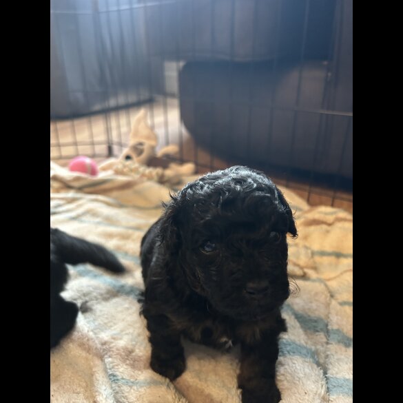 Maltipoo - Bitches