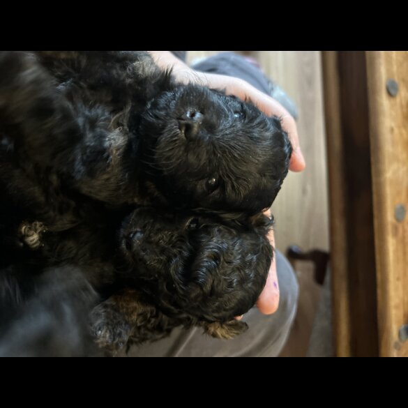 Maltipoo - Bitches