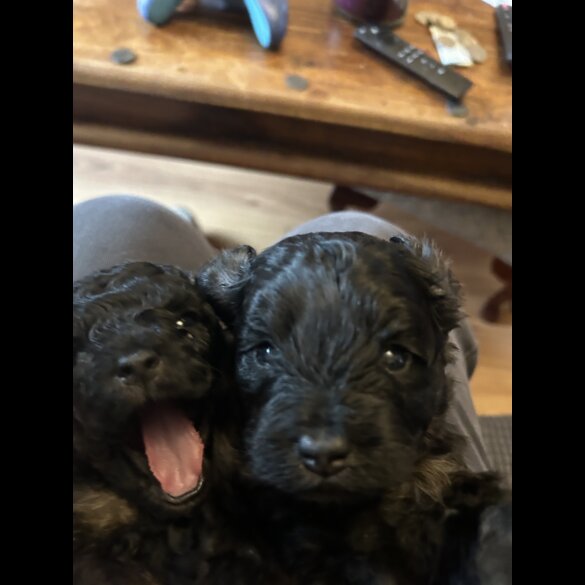 Maltipoo - Bitches